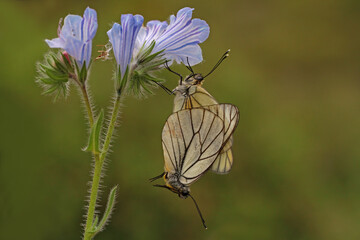 Hawthorn butterfly pair on the plant; Aporia crataegi