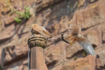 Common Kestrel (Falco tinnunculus) male and female breeding pair together on church spire, Hesse, Germany