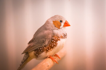 Zebra Finch Close Up