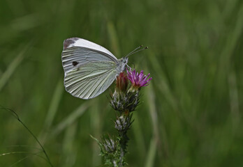 Little White angel butterfly / Pieris rapae