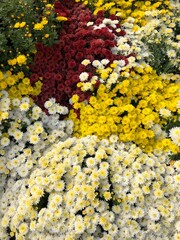 yellow flowers on the stone