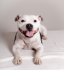 Obraz premium Staffordshire bulterrier in studio