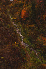 Autumn forest with Mountain Creek among yellow and red trees. View from above. Natural background