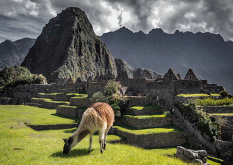 A grazing llama at one of the most famous tourist destinations in South America - Machu Picchu.