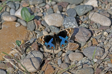 Miss Tigris butterfly  Junonia orithya