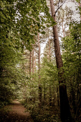 sunny footpath in the forest