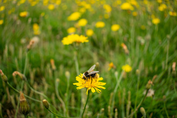 Bumblebee collecting pollen from dandelions, field full of yellow flowers and green grass, common dandelion with bumblebees view on meadow, wildflower grassland UK, environmental sustainability issue