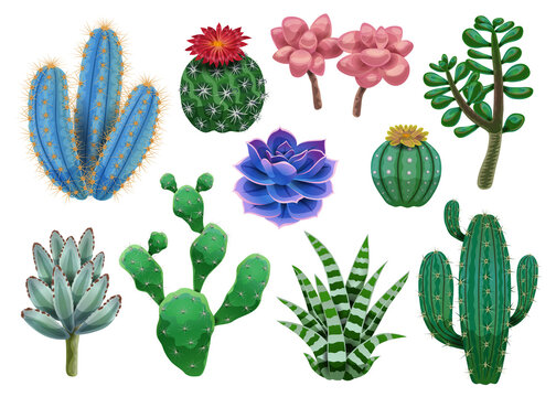 Cactus Plant Icons Collection