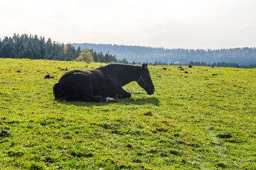 koń  © wedrownik52
