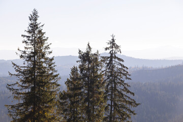Natural background of autumn mountains with green fir trees against sky