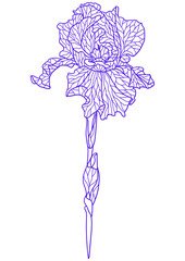 Illustration of violet irise.