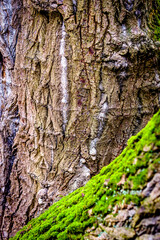 tree at a forest
