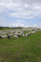 Sheep herd in Bieszczady Mountains. Pland Komancza farming.