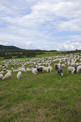 Sheep herd in Bieszczady Mountains. Pland Komancza farming.