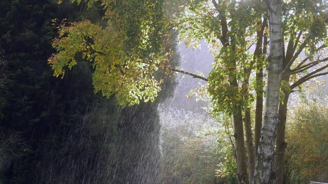 Heavy rain falls and the sun shines through the branches of trees in the woods. The wind blows the leaves as it rains.