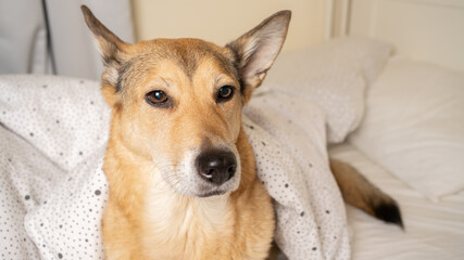 dog that climbed on the bed