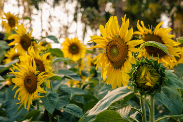 Obraz premium .Sunflower field nature background