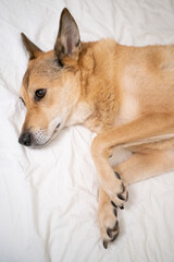 Dog lying on the bed portrait