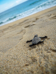 Baby turtle, Mexico