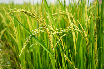 Fototapeta na wymiar Newly released yellow jasmine ear of rice awaits harvest day, nature concept