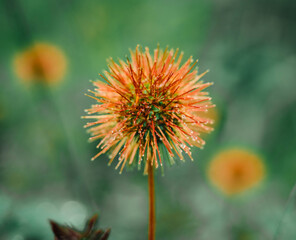 flower of a dandelion