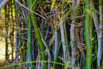 Bamboo forest,Natural background.