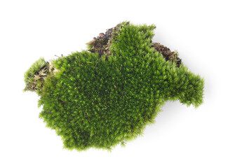 Moss isolated on white bakground