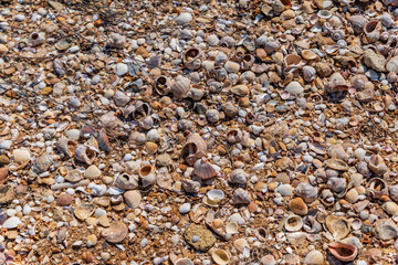 seashells on the shore
