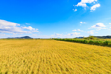 Beautiful autumn rice fields.Korean traditional rice farming. Autumn rice agricultural landscape. Rice fields and sky in Gimpo-si, Gyeonggi-do.