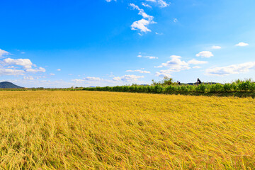 Beautiful autumn rice fields.Korean traditional rice farming. Autumn rice agricultural landscape. Rice fields and sky in Gimpo-si, Gyeonggi-do.