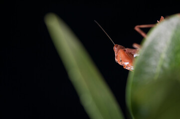 European dwarf mantis (Ameles spallanzania) on black background, Italy.