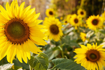 .Sunflower field nature background