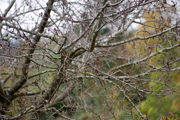 Oiseau posé sur une branche
