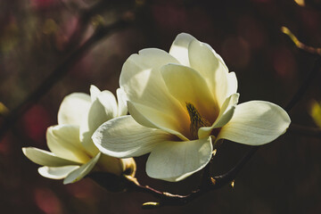 White magnolia flowers. Toning