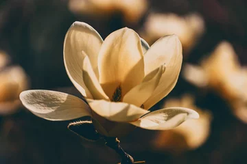 Gordijnen White magnolia flowers. Toning © jacek913