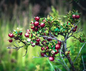 red berries on a bush