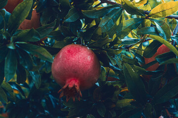 Pomegranate fruit on tree