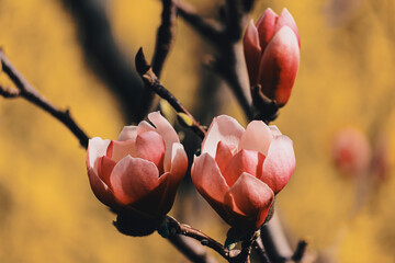 Pink magnolia flowers. Toning