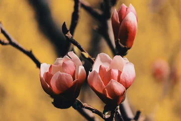Gordijnen Pink magnolia flowers. Toning © jacek913
