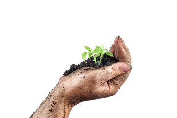 Dirty hand hold green sprout isolated on white background