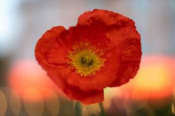 Fleur épanouie rouge avec intérieur jaune
