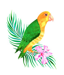 floral exotic watercolor illustration with a parrot on a palm branch and hibiscus, isolated on white.