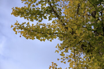 早朝の銀杏の木