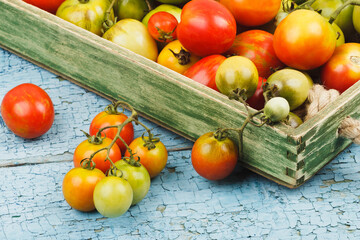 Set of ripe tomatoes in the wooden tray, blue wooden background