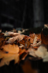 autumn leaves 