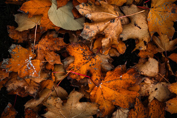 fallen autumn leaves
