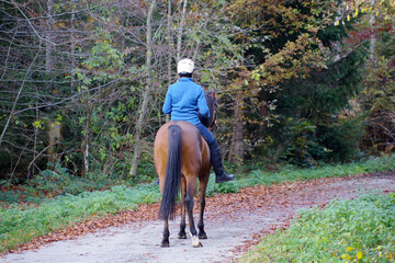 Cavalière à cheval dans la forêt