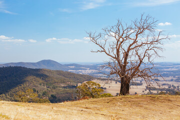 Fototapeta na wymiar King Valley Landscape in Australia