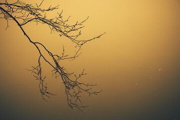 Tree branch in fog in autumn over the river