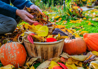 Autumn garden work. Woman's hands full of colorful autumn leaves in the garden.